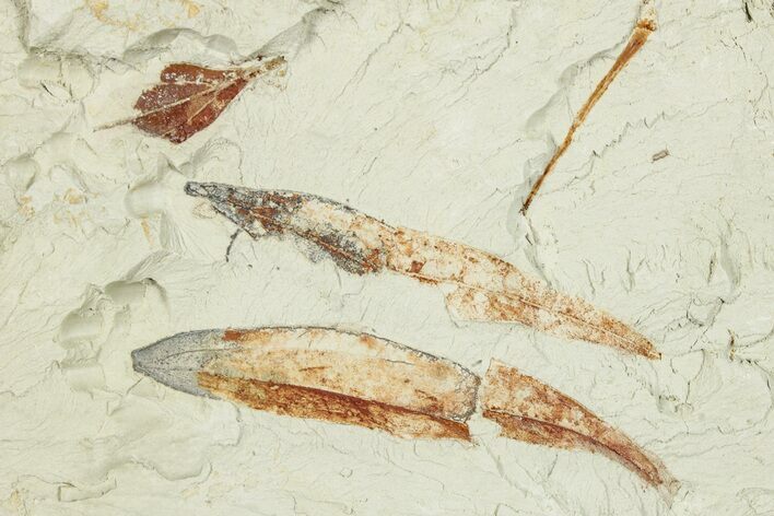 Two Miocene Fossil Leaves (Cinnamomum) - Augsburg, Germany #254153